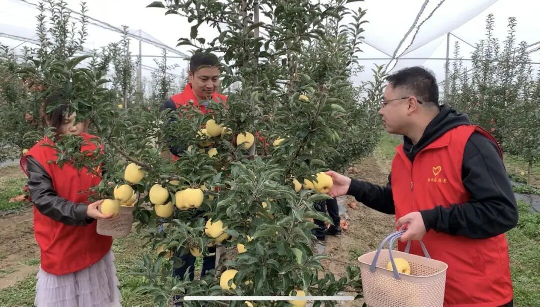 慶城縣驛馬鎮(zhèn)黨員干部深入田間地頭幫助群眾搶收蘋果