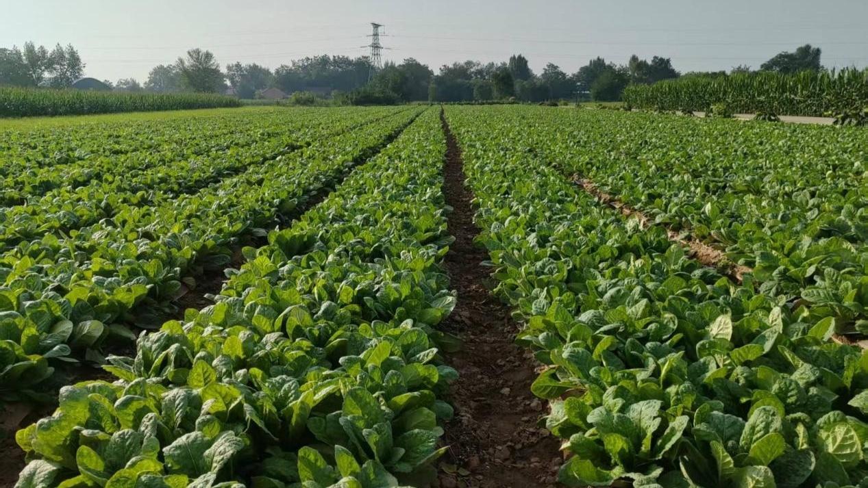 甘肅正寧：中藥材產(chǎn)業(yè)“鏈”出富民強(qiáng)縣新篇章