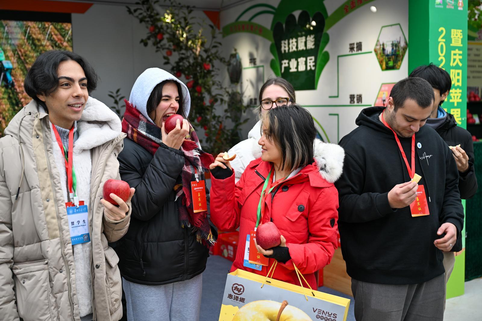 【攝影報道】慶陽福地蘋果紅  天賜瑞果迎賓朋