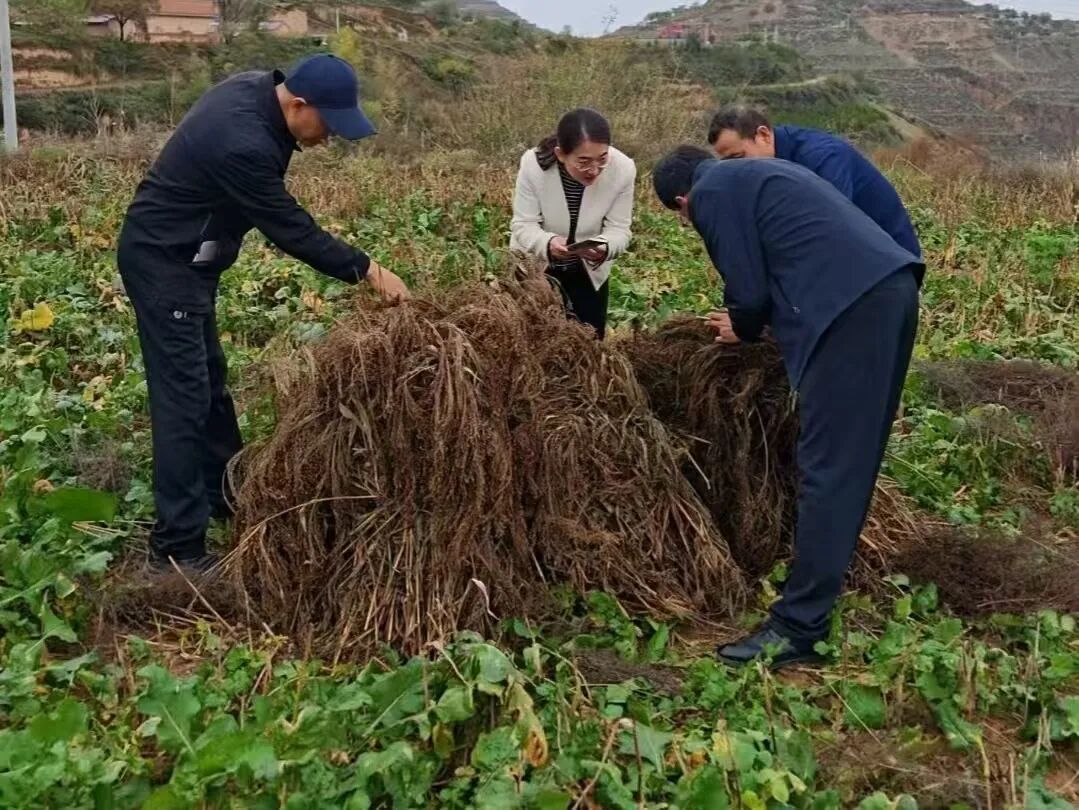華池縣上里塬鄉(xiāng)：干群合力戰(zhàn)陰雨 搶收助銷護(hù)果農(nóng)“甜蜜收益”