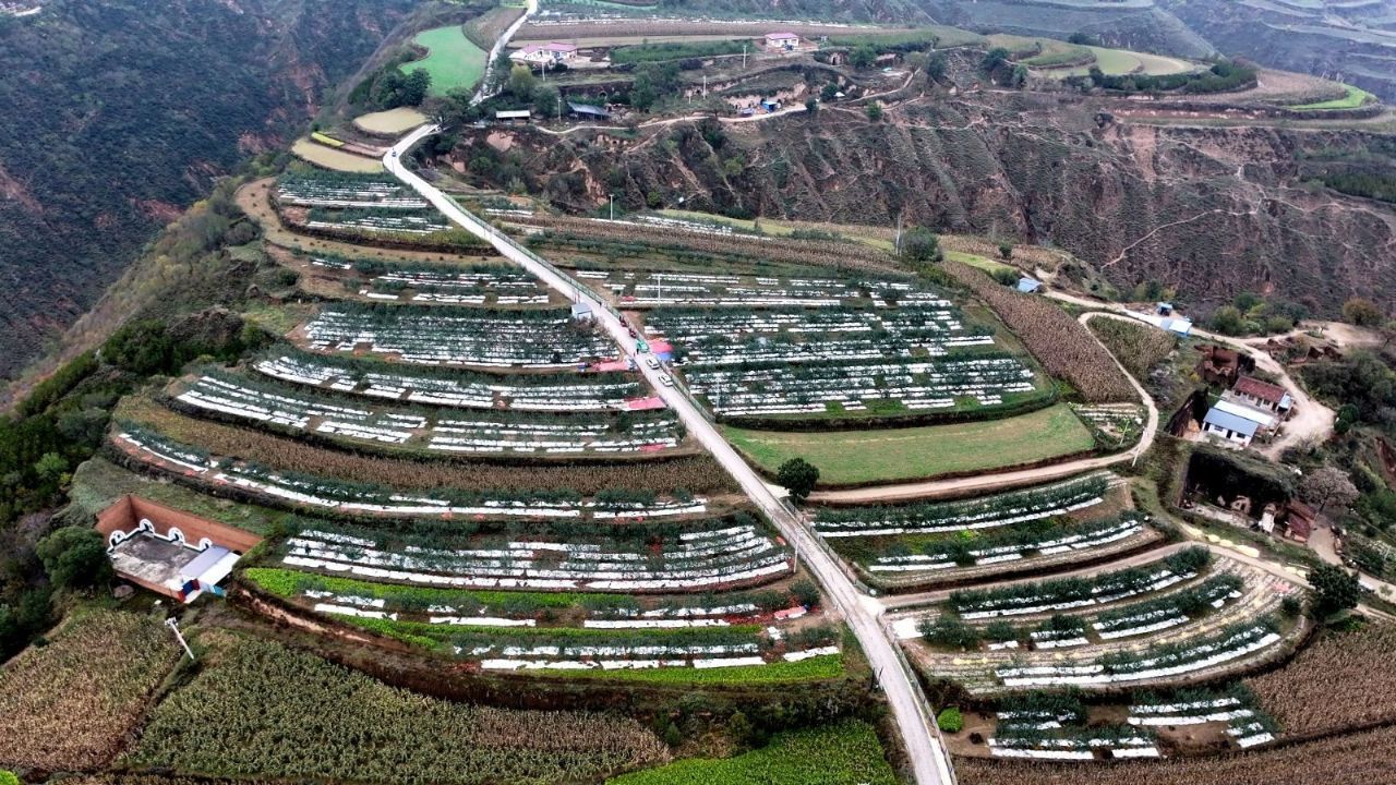 【圖集】華池縣王咀子鄉(xiāng)蘋果喜獲豐收