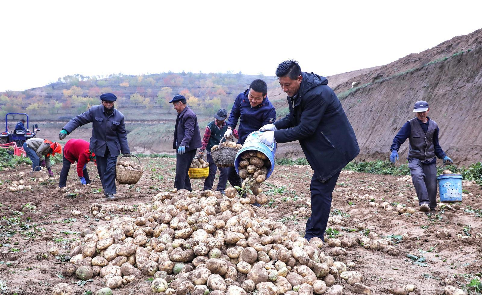 【攝影報道】環(huán)縣蘆家灣鄉(xiāng)：2.8萬畝洋芋喜獲豐收