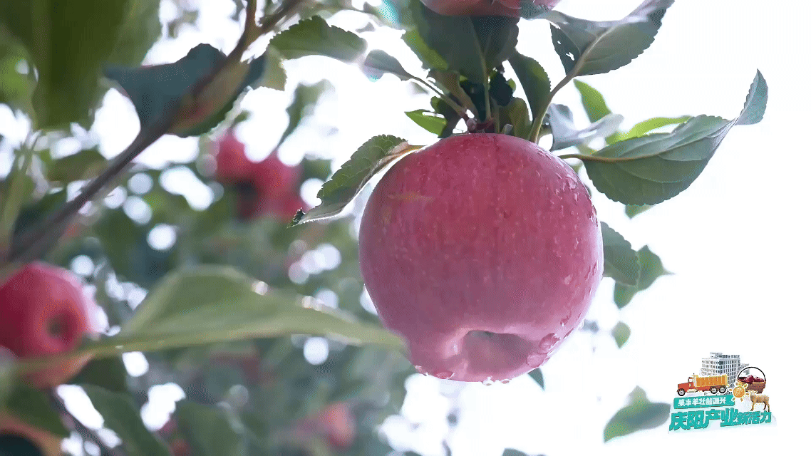 從一顆慶陽(yáng)蘋(píng)果的旅程，窺見(jiàn)中國(guó)農(nóng)業(yè)的現(xiàn)代化答卷