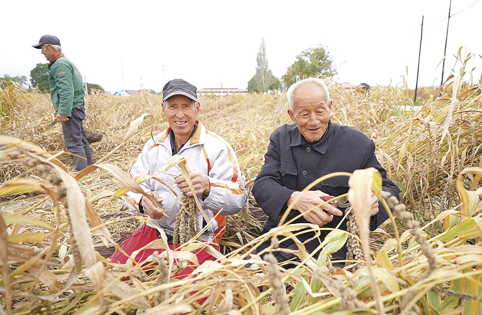 合水縣：干群同心保秋收 全力守護(hù)“糧袋子”