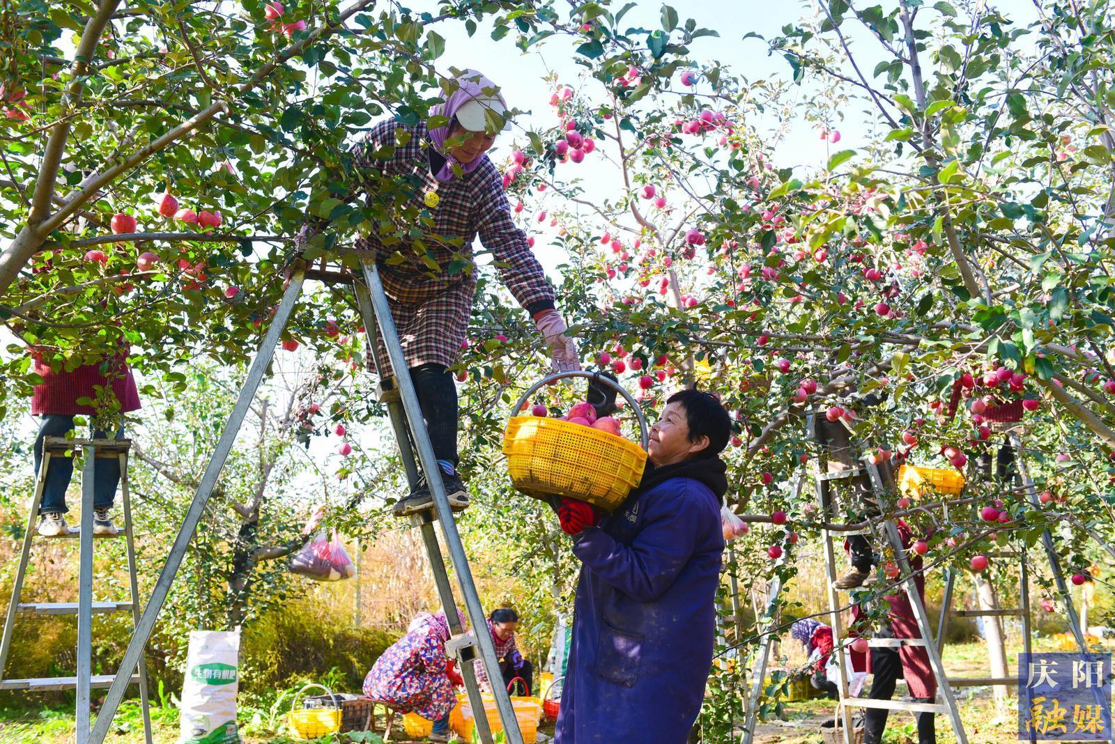 【攝影報(bào)道】鎮(zhèn)原縣屯字鎮(zhèn)白馬村：蘋果喜獲豐收