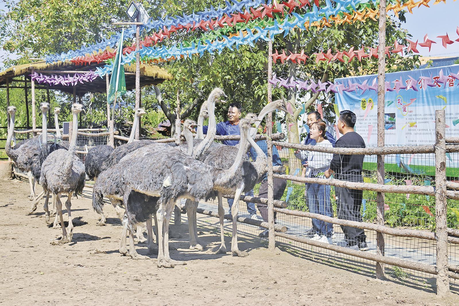 【深化農(nóng)文旅融合】強(qiáng)能量 提質(zhì)量 引流量——西峰區(qū)農(nóng)文旅融合發(fā)展迸發(fā)新活力