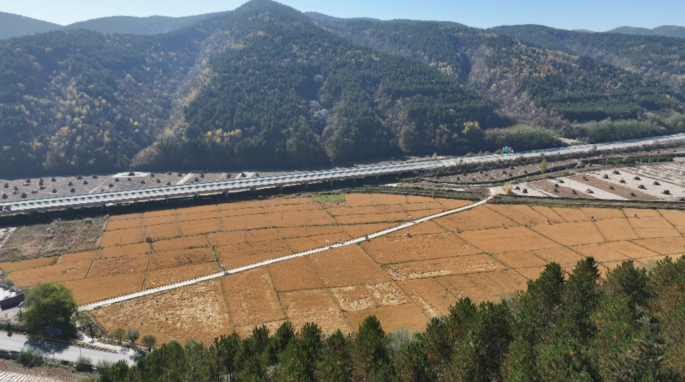 合水縣太白鎮(zhèn)：千畝水稻披金浪 子午嶺下慶豐收