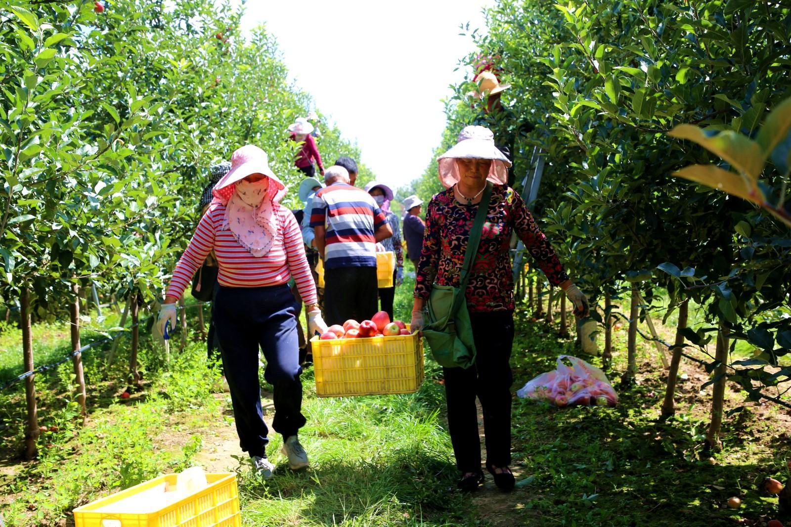 天津河東區(qū)“四鏈融合”帶動甘肅寧縣果業(yè)升級