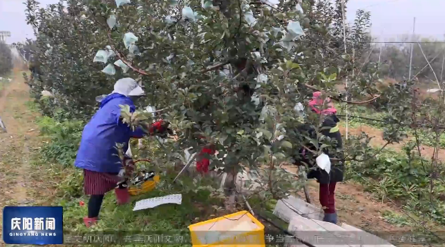 《慶陽新聞》2025年11月24日