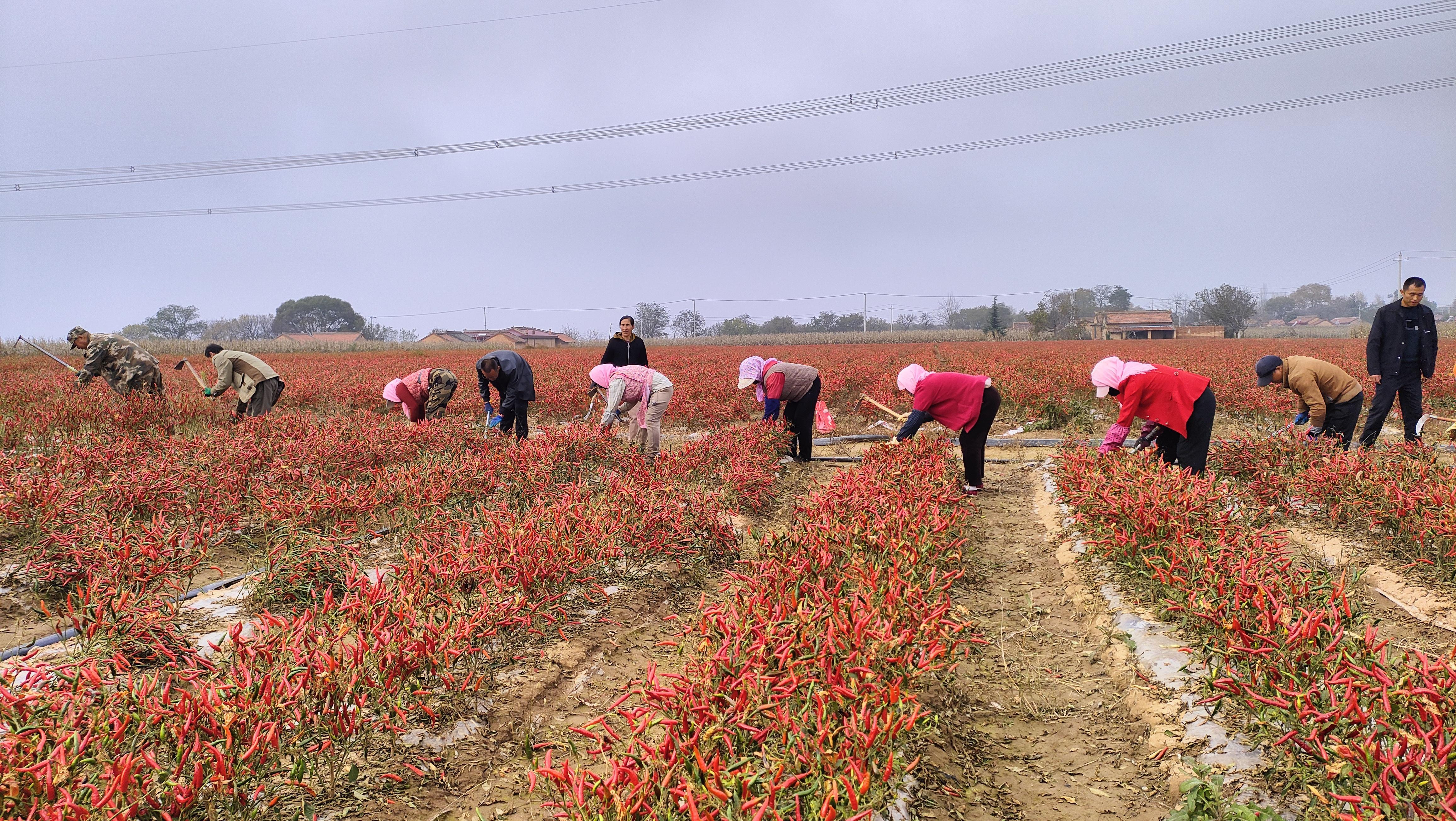 中原鄉(xiāng)原峰村：產(chǎn)業(yè)拓寬振興路