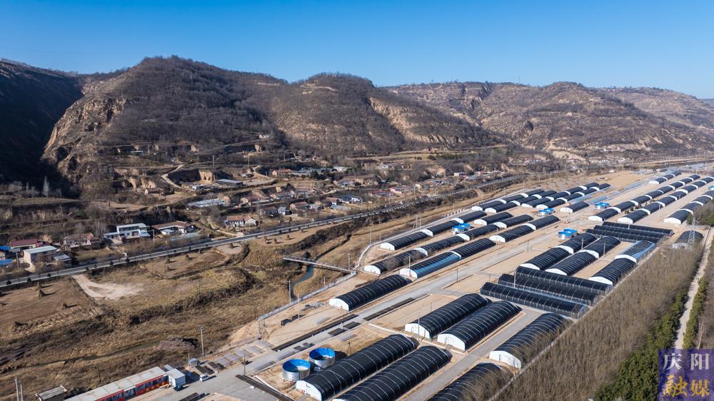 【非凡“十四五” 奮進(jìn)新慶陽(yáng)】 攝影報(bào)道︱合水縣老城鎮(zhèn)木耳香飄海外