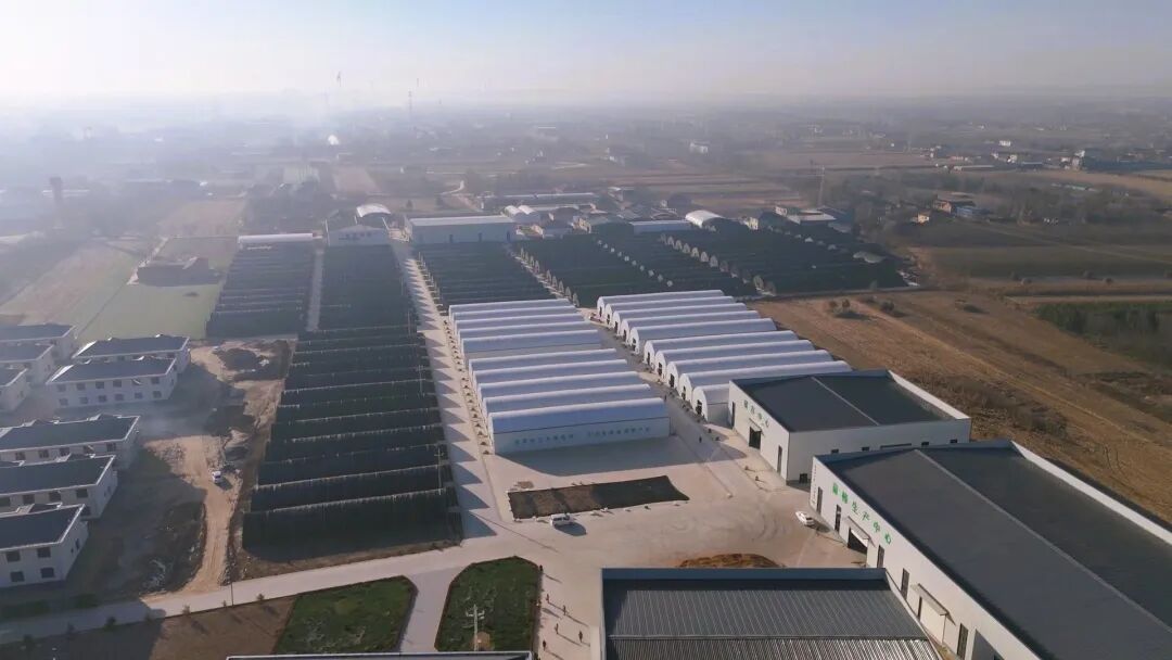 【鄉(xiāng)村行 看振興】后官寨鎮(zhèn)司官寨村：“菌菇輪作”盤活資源促增收