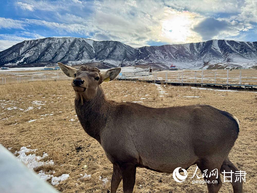 致富有“鹿” 產(chǎn)業(yè)興牧