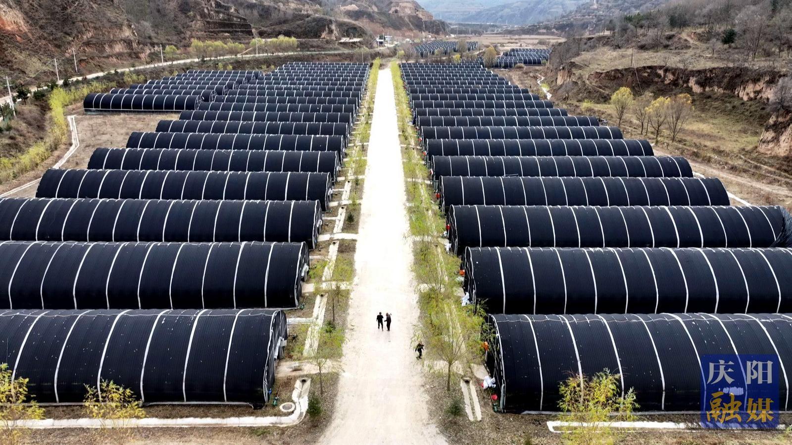 非凡“十四五”奮進(jìn)新慶陽丨華池: