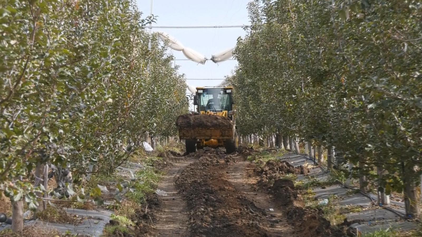 從“產(chǎn)量”到“質(zhì)量”的跨越：看慶城蘋果產(chǎn)業(yè)升級之路