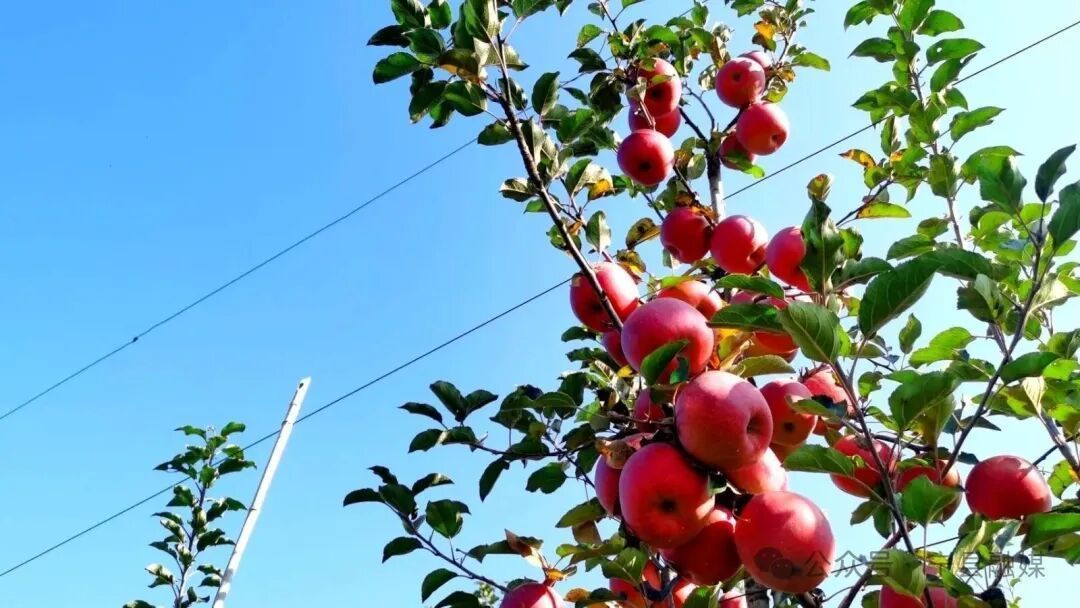 東西部協(xié)作：助推中村鎮(zhèn)平定村華麗“蛻變”