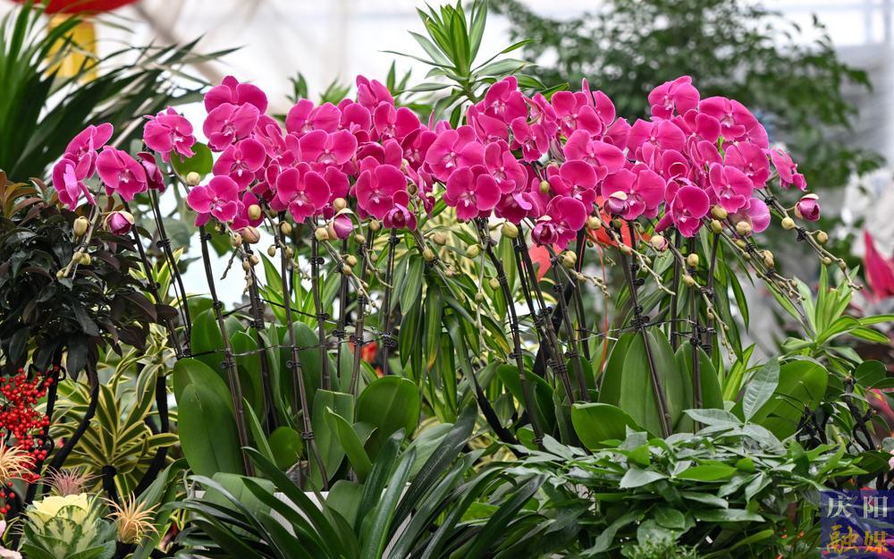 【攝影報(bào)道】西峰區(qū)冬季花卉市場(chǎng)迎來(lái)銷售旺季