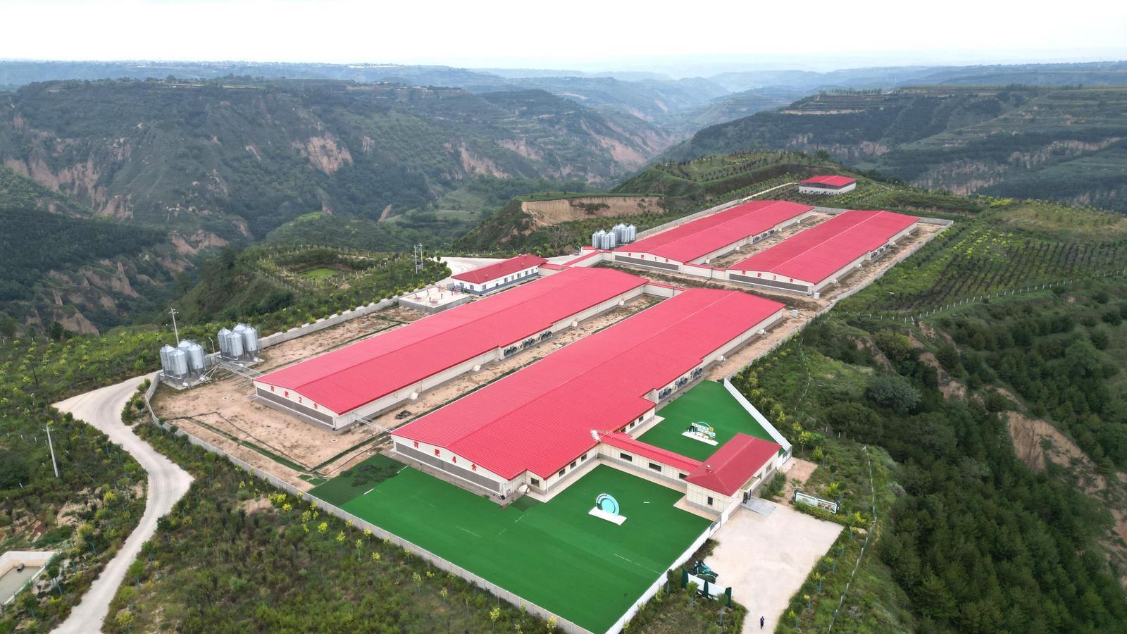 【非凡“十四五”奮進(jìn)新慶陽】鏈上發(fā)力推動質(zhì)效升級——慶陽市“十四五”期間畜牧業(yè)發(fā)展綜述