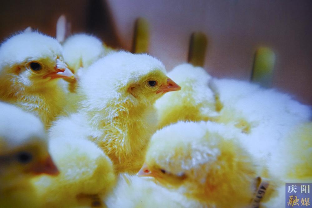 【非凡“十四五”奮進(jìn)新慶陽(yáng)】攝影報(bào)道 | 鎮(zhèn)原圣越農(nóng)牧：全產(chǎn)業(yè)鏈激活發(fā)展動(dòng)能 白羽肉雞產(chǎn)業(yè)助農(nóng)增收