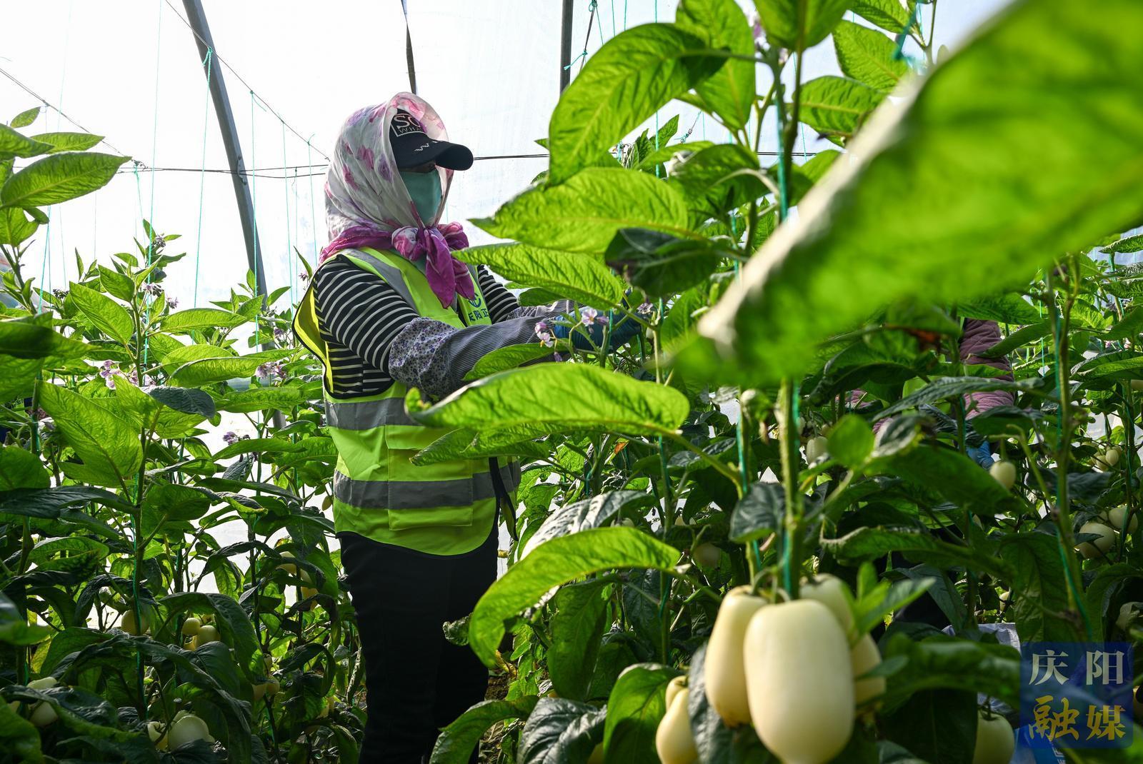 非凡“十四五”奮進(jìn)新慶陽 | 鎮(zhèn)原人參果即將迎來采摘季