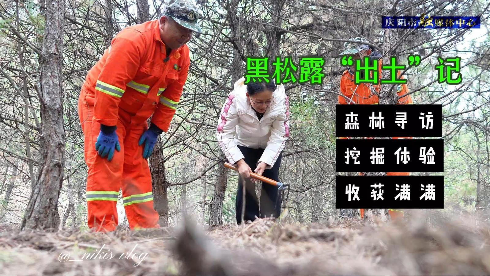 黃土高原刨出了“黑疙瘩”，黑松露成了子午嶺“新名片”