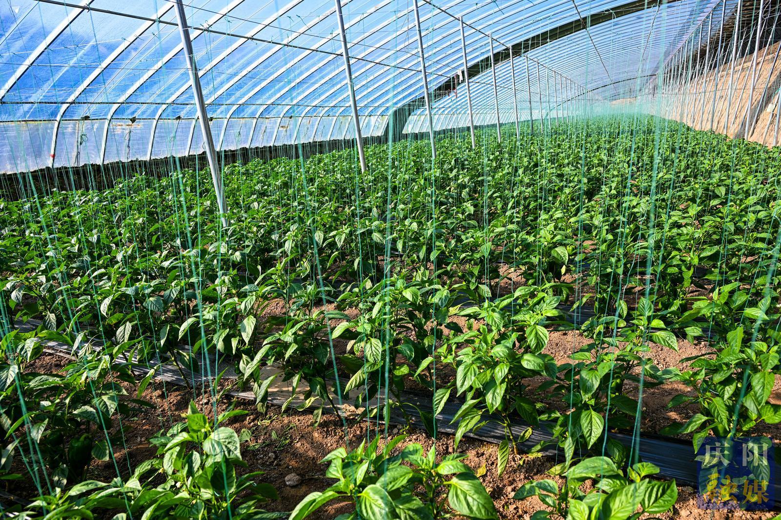 非凡“十四五”奮進(jìn)新慶陽 | 鎮(zhèn)原縣開邊鎮(zhèn)：設(shè)施農(nóng)業(yè)集群發(fā)展 特色產(chǎn)業(yè)賦能鄉(xiāng)村振興