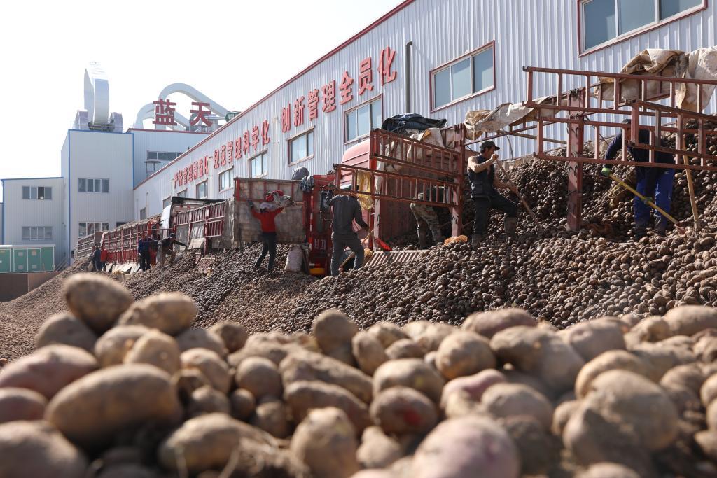 甘肅定西：一顆馬鈴薯的“升級(jí)跳”