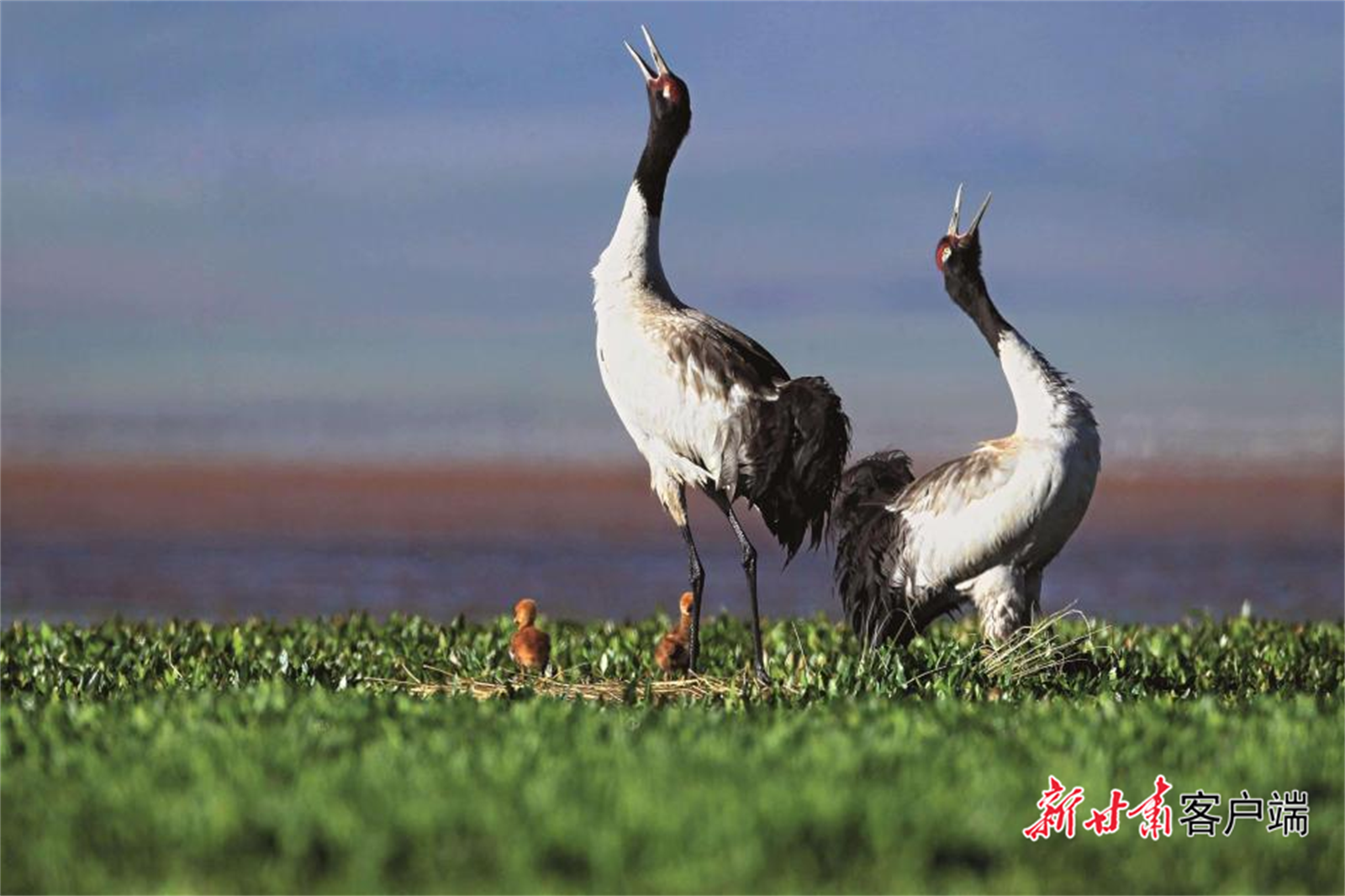 甘南州以生態(tài)考核讓山更青天更藍(lán)水更綠