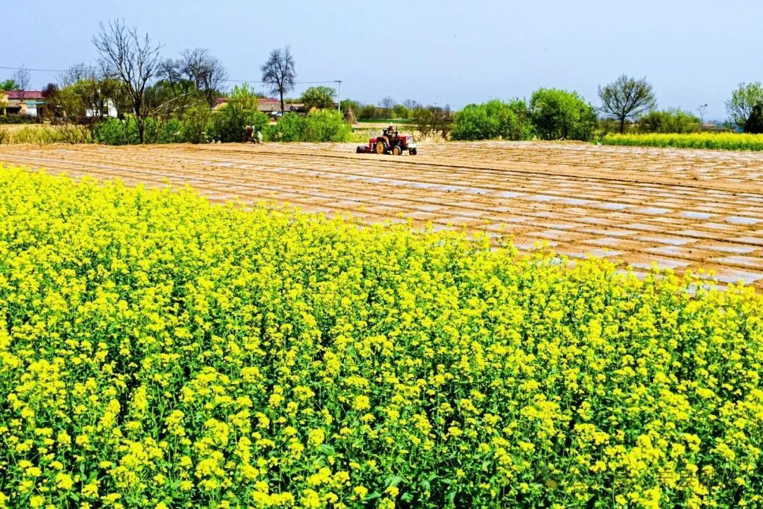 “農(nóng)”墨重彩繪新卷 ——寧縣“十四五”時期農(nóng)業(yè)產(chǎn)業(yè)提質(zhì)增效工作綜述