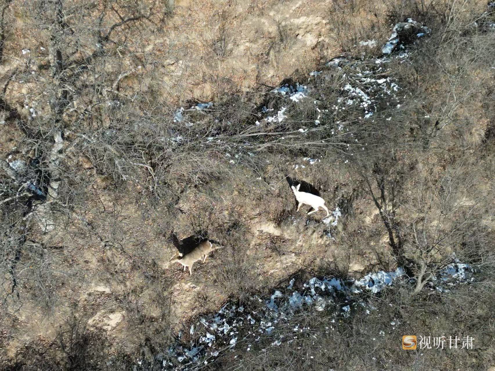 慶陽(yáng)子午嶺林場(chǎng)現(xiàn)罕見白狍蹤跡→