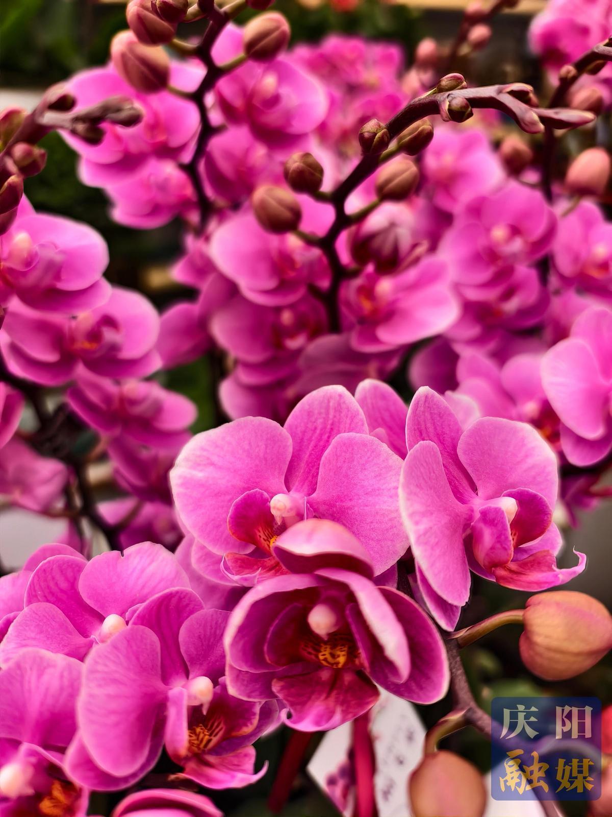 【大美慶陽】蝴蝶蘭盛開