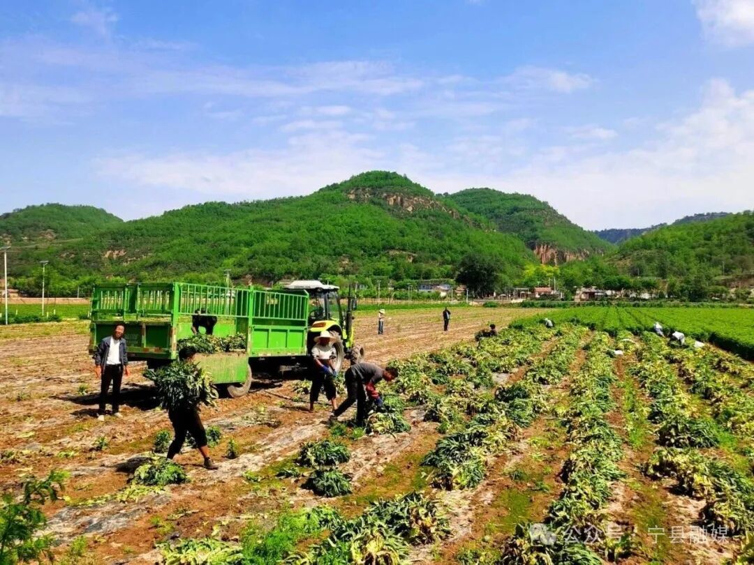 設(shè)施提檔 特色增效 寧縣瓜菜產(chǎn)業(yè)“雙輪驅(qū)動(dòng)”促振興