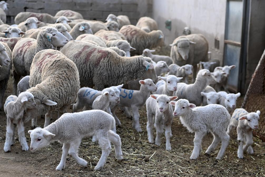 新品種培育為高寒牧區(qū)農(nóng)業(yè)新質(zhì)生產(chǎn)力注入新動能