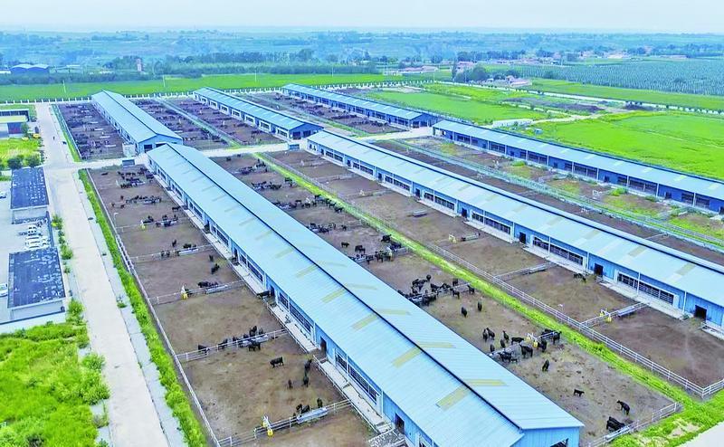 《隴東報(bào)》特刊·鄉(xiāng)村振興︱藥材生金、黃酒飄香......特色產(chǎn)業(yè)釀“幸福”