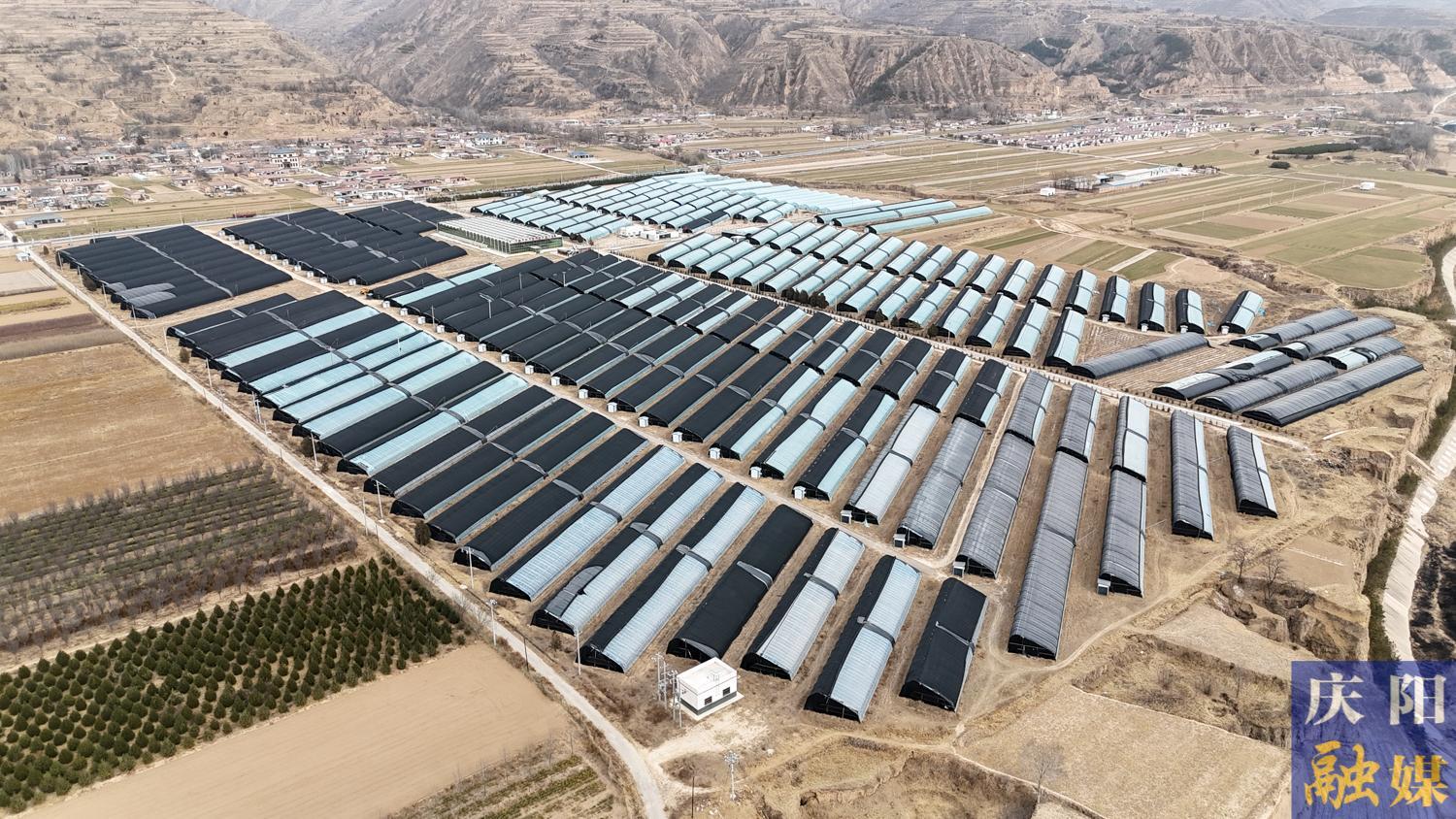 【攝影報道】鎮(zhèn)原開邊：人參果豐產(chǎn) 產(chǎn)銷兩旺迎新春