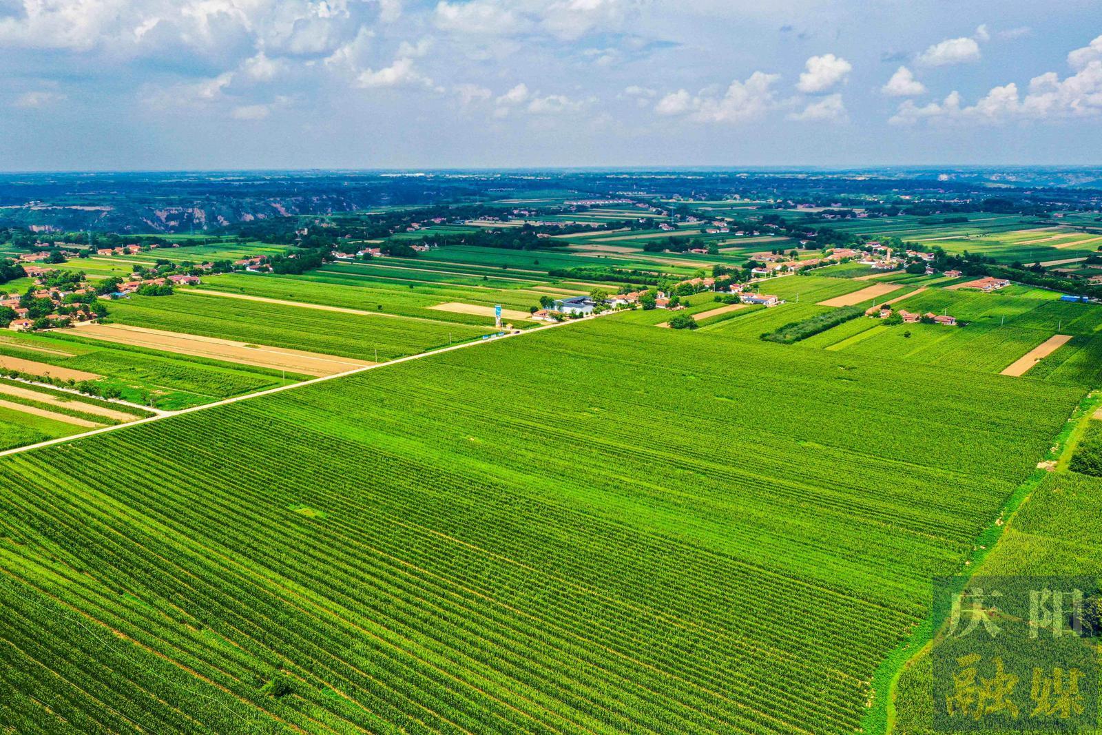 【春?jiǎn)㈦]東 耕繪新篇】慶陽春播：因地制宜 良種當(dāng)家