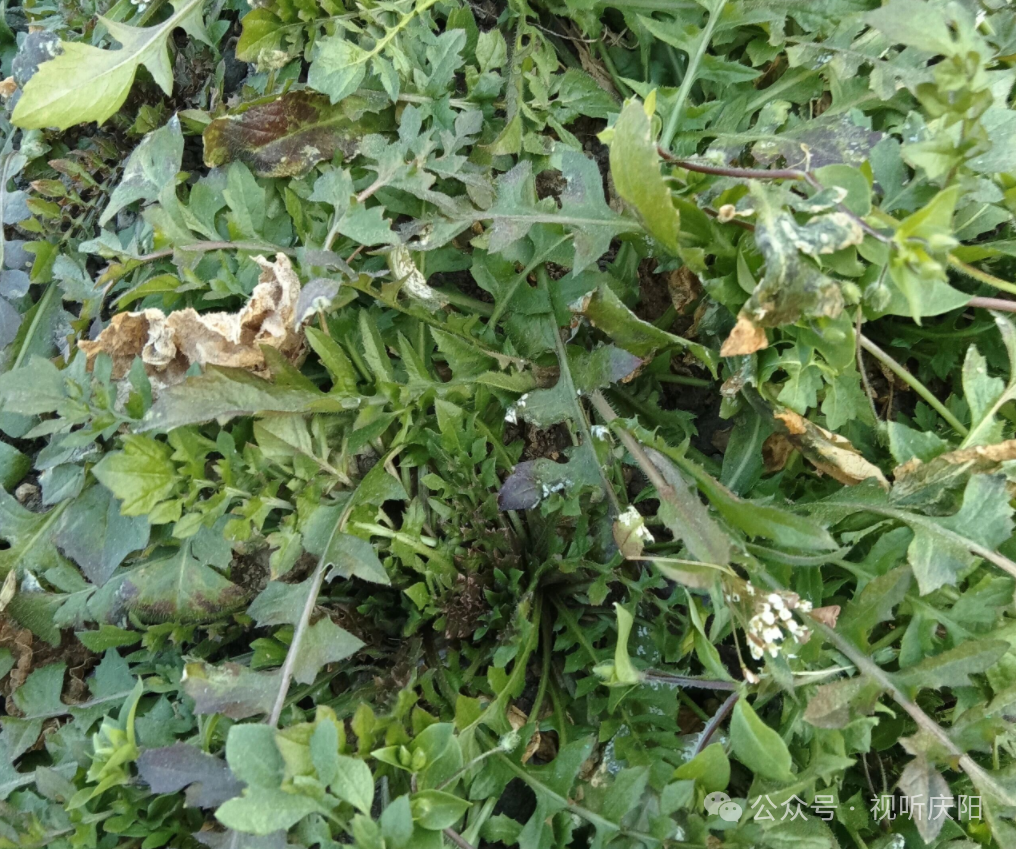 薦讀 | 塬上春歸麥辣辣（郭宏毅）