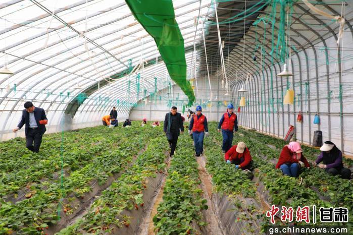 慶陽(yáng)：一棚莓果一棚喜 一路供電一路安