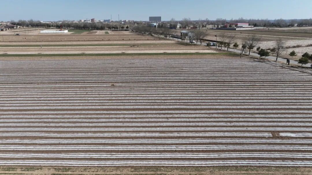 鎮(zhèn)原：田間地頭忙起來 致富希望“種下去”