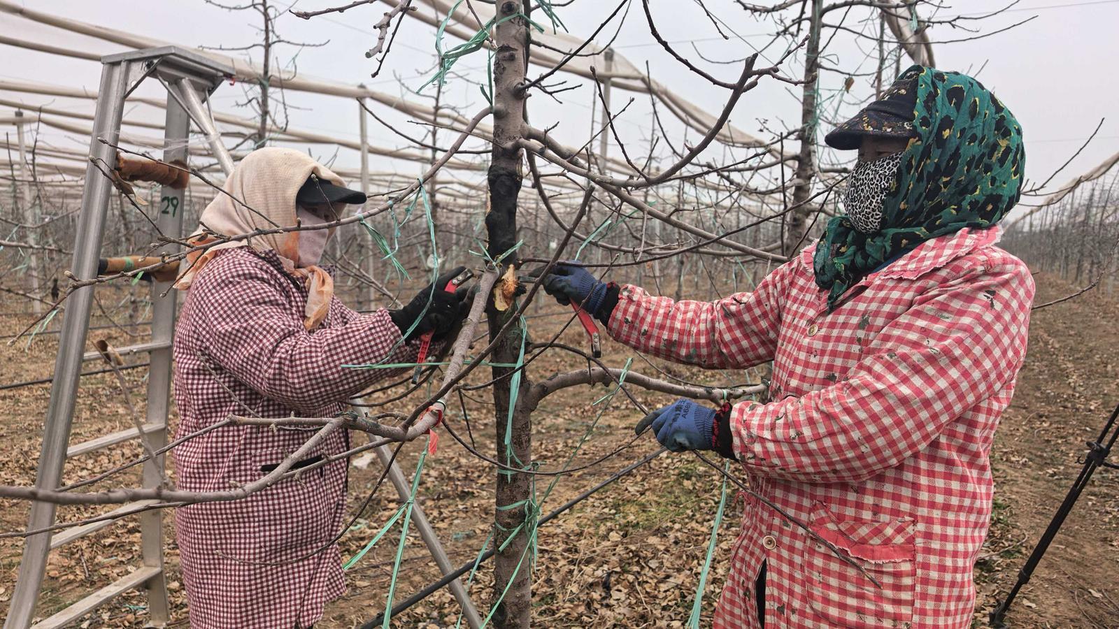 【春啟隴東 耕繪新篇】西峰區(qū)董志鎮(zhèn)：不負(fù)春光搶農(nóng)時