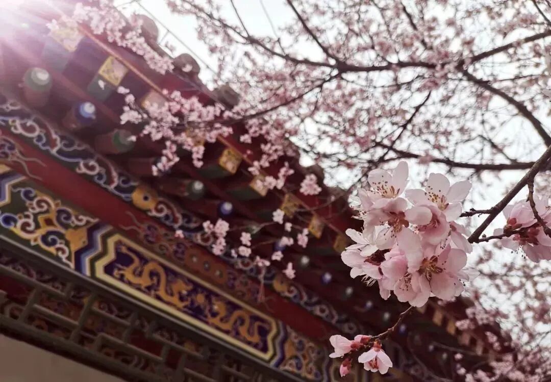 慶陽送你一個治愈系春天