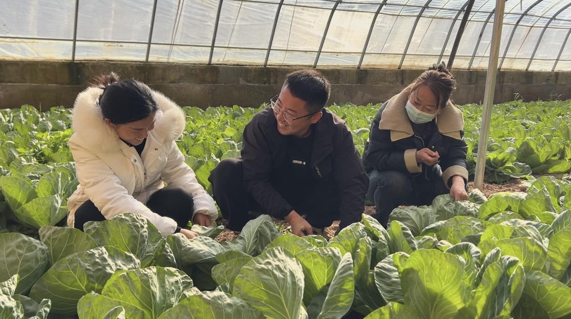 ?【春?jiǎn)㈦]東 耕繪新篇】慶城：大棚經(jīng)濟(jì)“春意濃” 設(shè)施農(nóng)業(yè)鋪就增收路