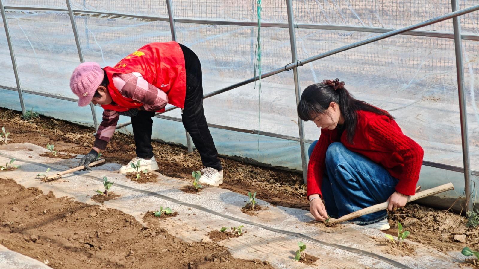 搶抓農(nóng)時忙春耕 夯實基礎(chǔ)促豐收——金村鄉(xiāng)扎實推進春耕生產(chǎn)工作