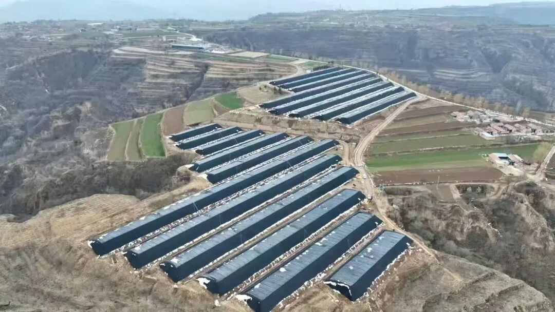 鎮(zhèn)原：沃野繪豐景 不負(fù)時光不負(fù)春