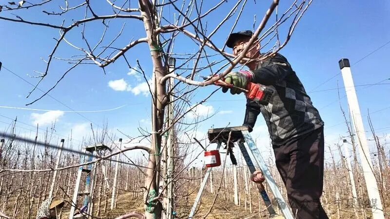 中村鎮(zhèn)正洋蘋果樂園春季果園管護(hù)全面鋪開
