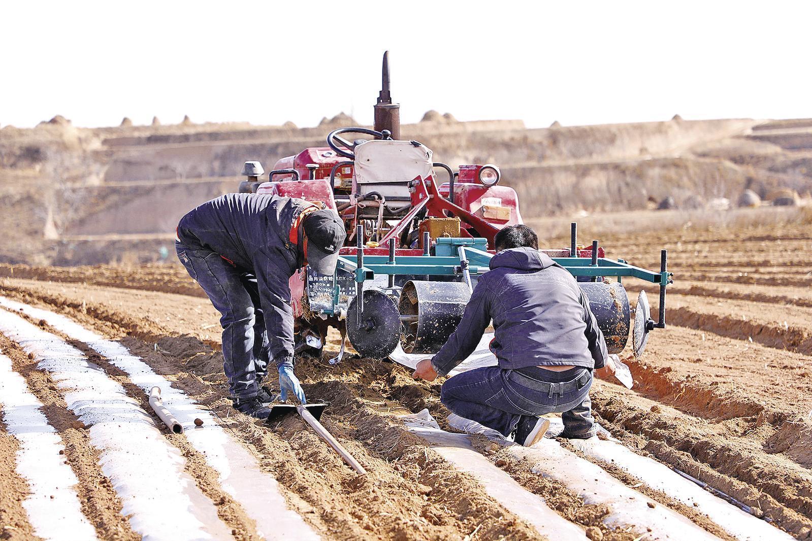 【春啟隴東 耕繪新篇】環(huán)縣：不負春光忙春耕 滿目青綠映田疇
