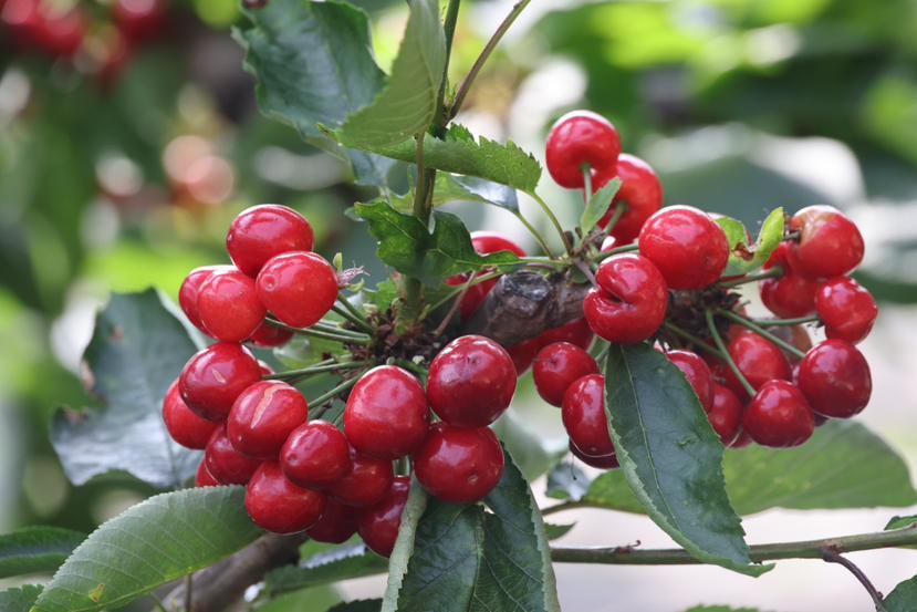 西峰區(qū)：大棚櫻桃搶“鮮”上市 “甜蜜產(chǎn)業(yè)”助農(nóng)增收