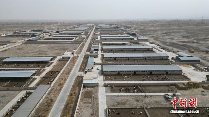 從散養(yǎng)到集約 甘肅臨澤牛產(chǎn)業(yè)鏈“錢”景廣闊