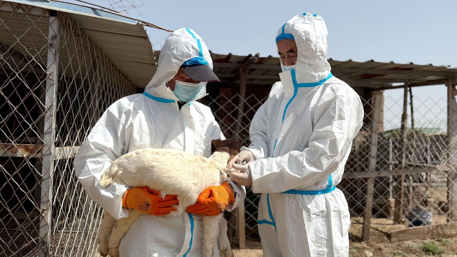 西峰區(qū)：打好“預(yù)防針”筑牢春季動(dòng)物防疫“安全網(wǎng)”