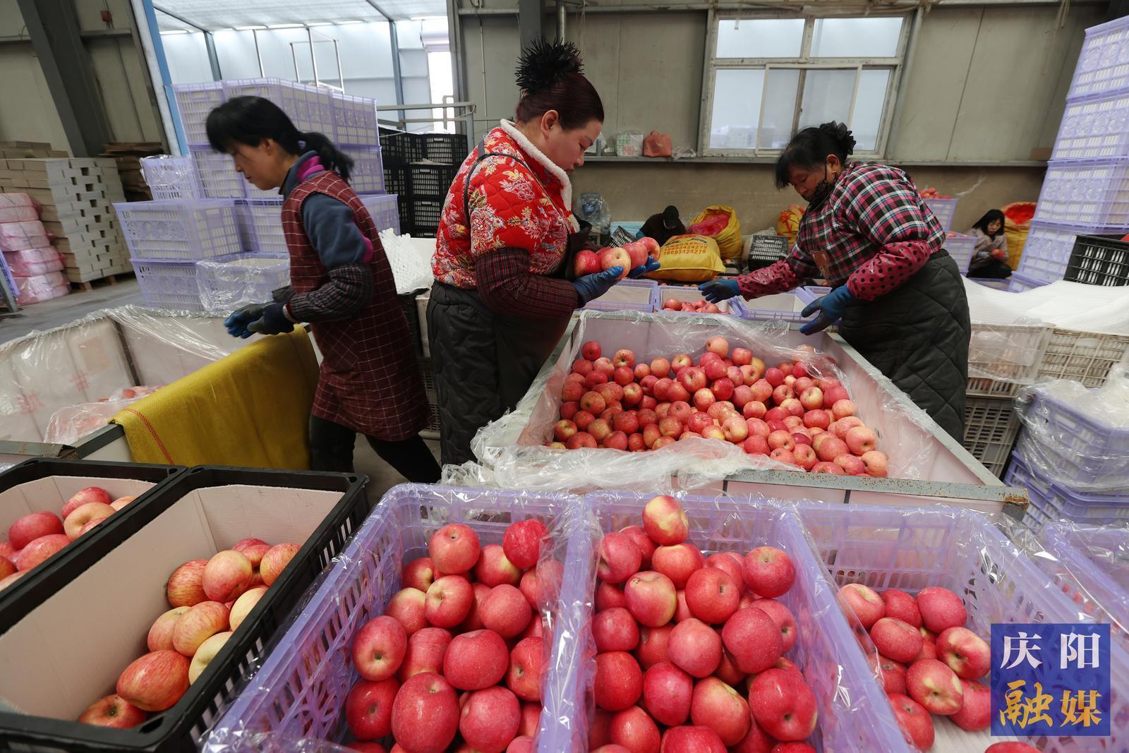 【攝影報道】慶城縣驛馬鎮(zhèn)：冷庫儲藏蘋果熱銷走俏